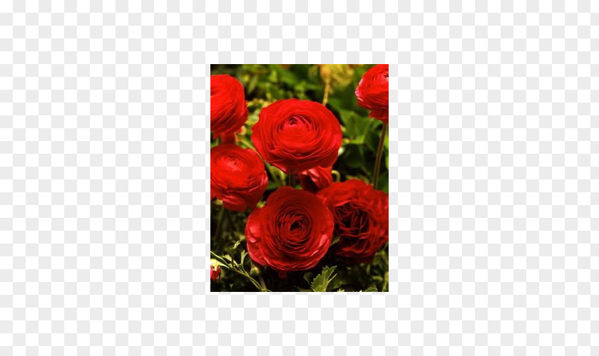 Flower Garden Roses Red Ranunculus Asiaticus Cut Flowers PNG
