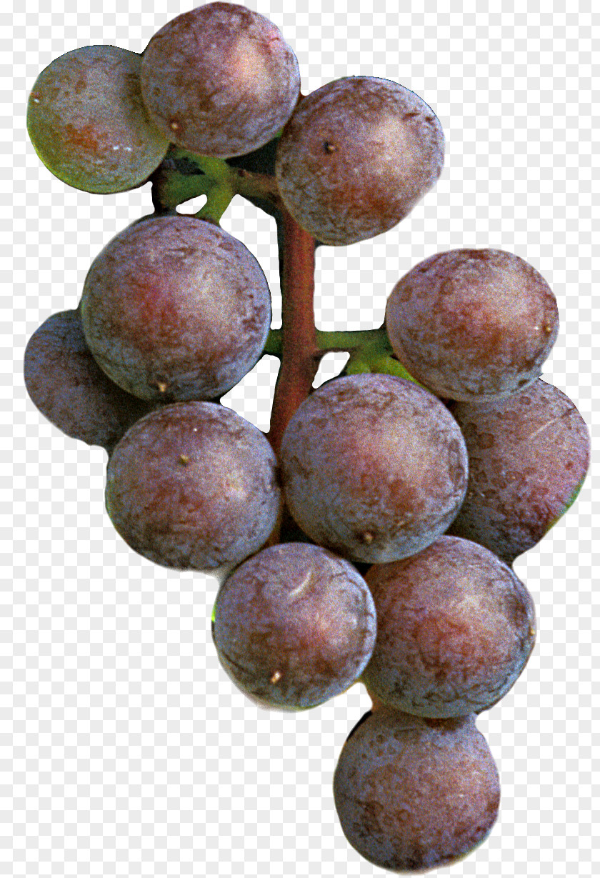 Grape Seed Extract Frontenac Seedless Fruit Damson PNG
