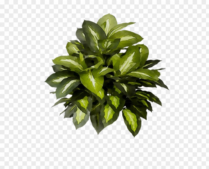 Leaf Flowerpot Houseplant Tree PNG