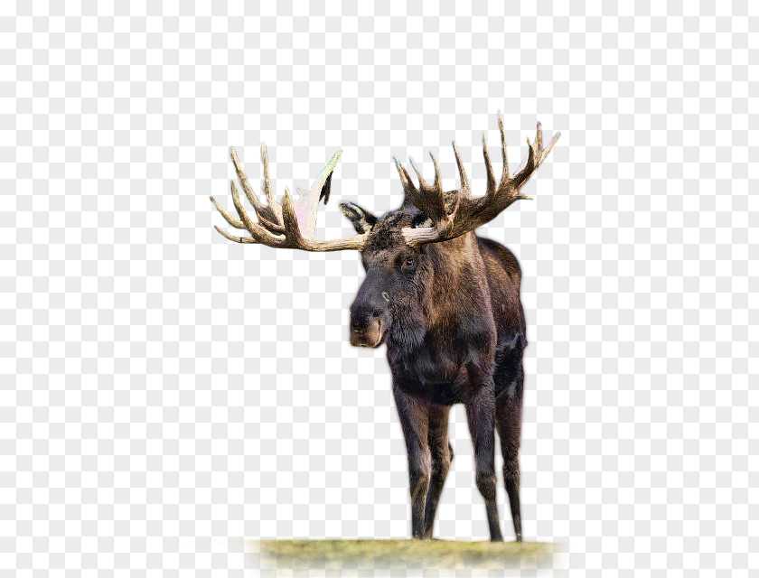 Moose Head Reindeer Roe Deer Animal PNG