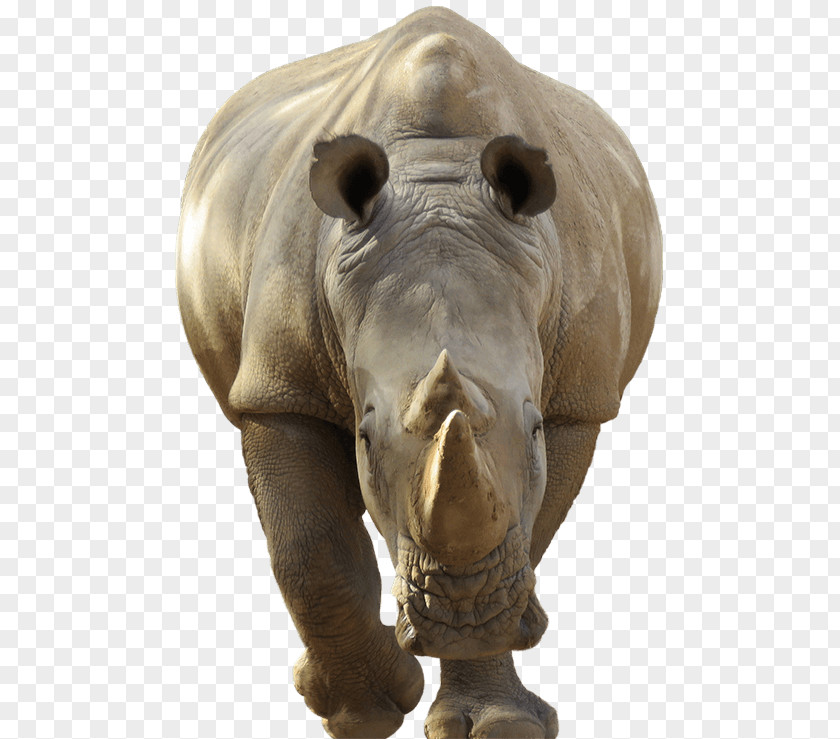 Rhino Rhinoceros Giraffe Tiger Lion Animal PNG