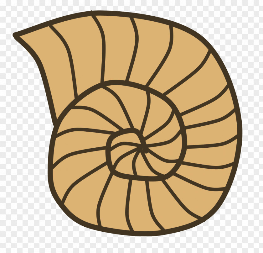 Small Sea Shells Identification Clip Art Fossil Openclipart Seashell Ammonites PNG