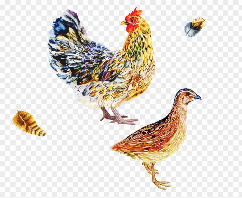 Vis Design Chicken Bird Poultry Phasianidae Fowl PNG