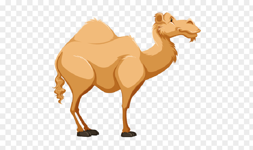 Camel Cartoon Clip Art PNG