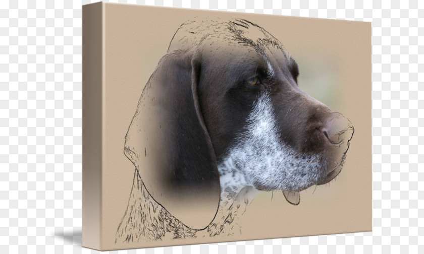 Dog In Kind Weimaraner Breed Crossbreed PNG