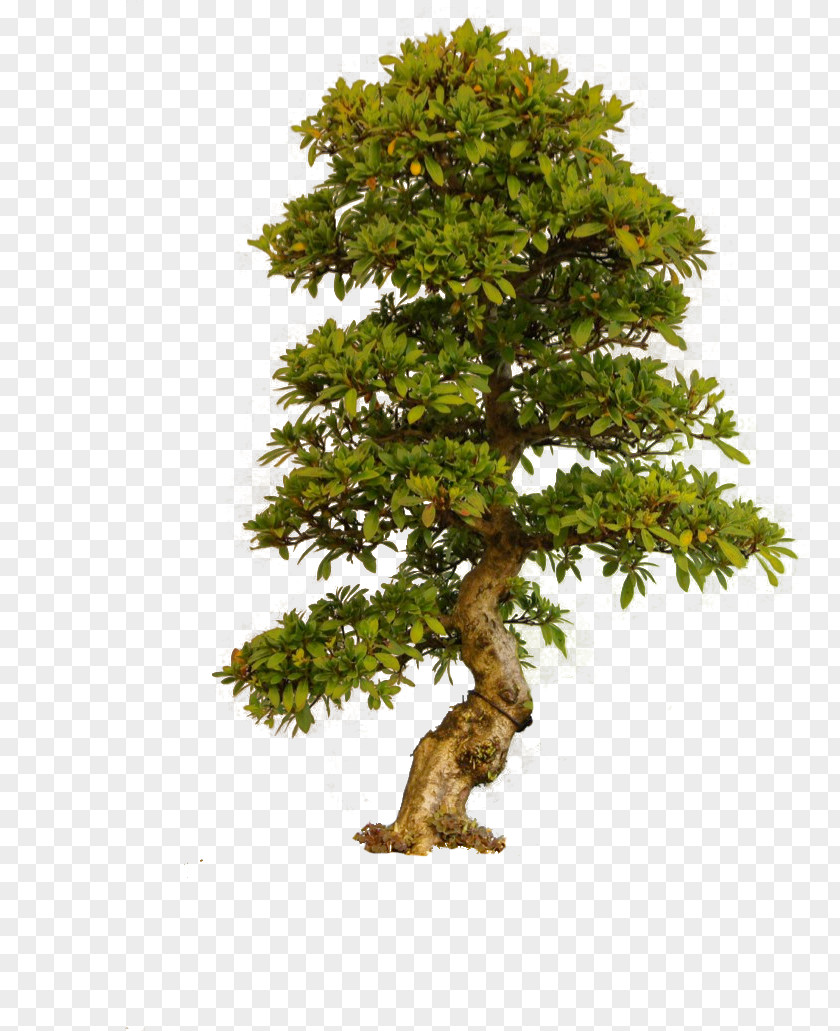 Old Tree Clip Art PNG