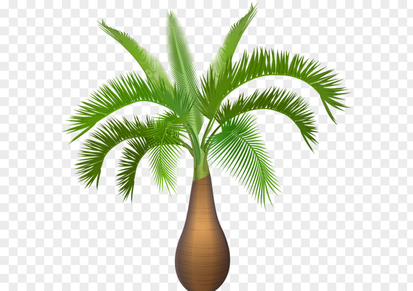 Palm Border Arecaceae Tree Clip Art PNG