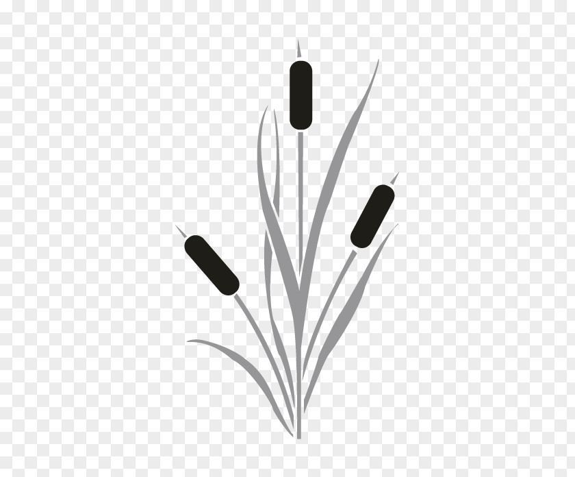Saw Cattail Drawing Clip Art PNG