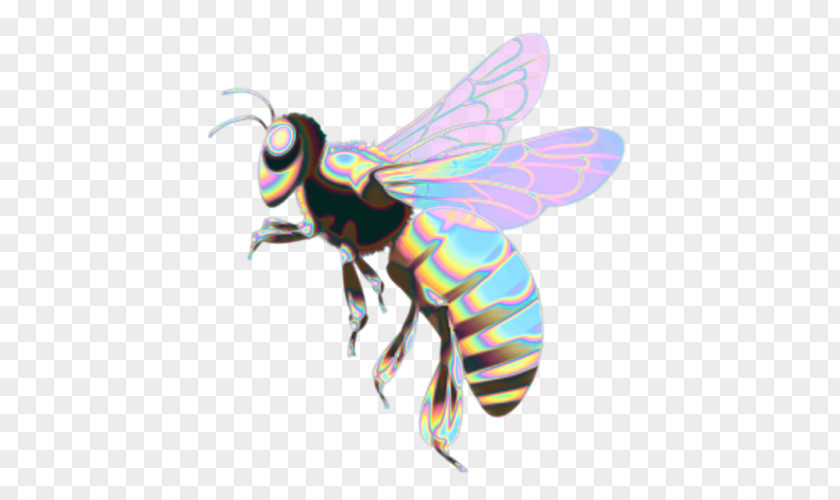 Bee Western Honey Insect Butterfly PNG