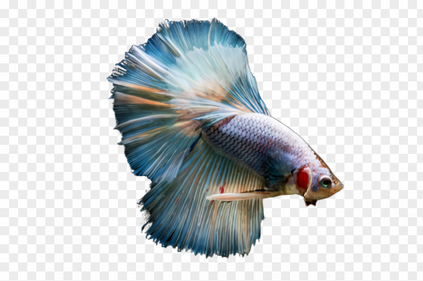 Bird Wing Blue Fish Tail PNG