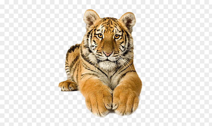 Cat Bengal Tiger Siberian Clip Art PNG