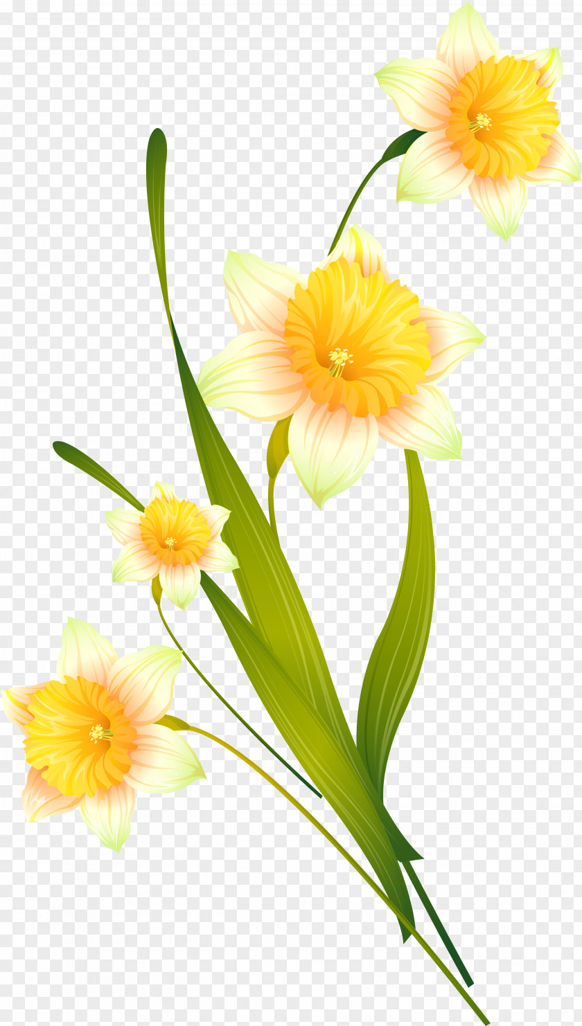 Creative Daffodils Floral Design Photography Daffodil PNG