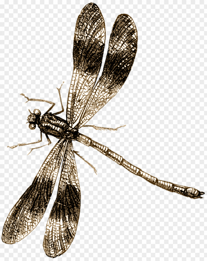 Flying Dragonfly Drawing Clip Art PNG