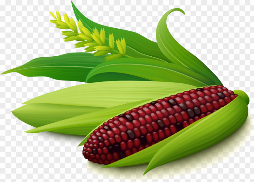 Green Food Corn Vector On The Cob Pamonha Maize Purple PNG