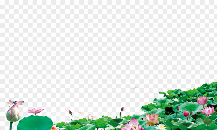 Lotus Background PNG