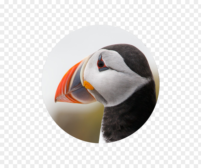 Tooltip Border Puffin Beak PNG