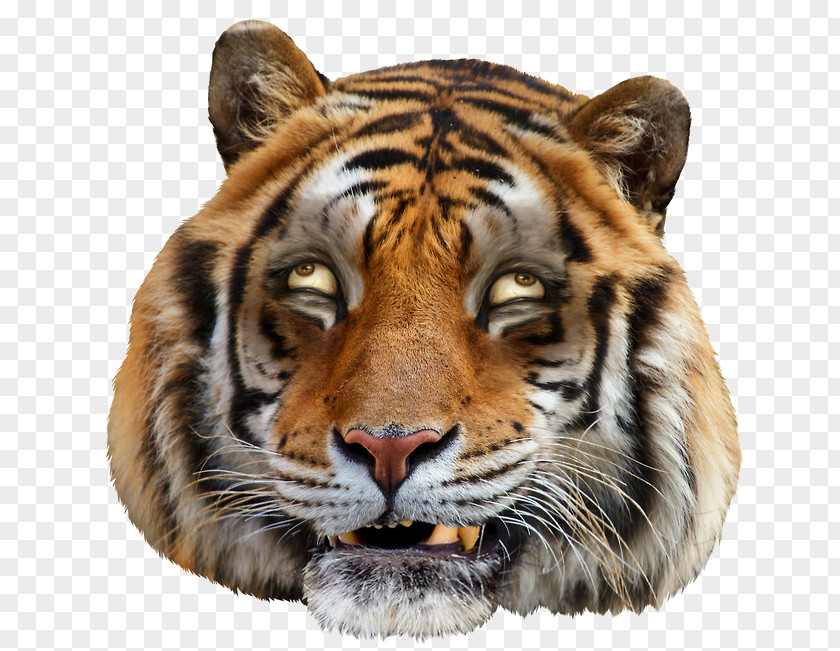 Uncle Tiger YouTube Funny Face PNG