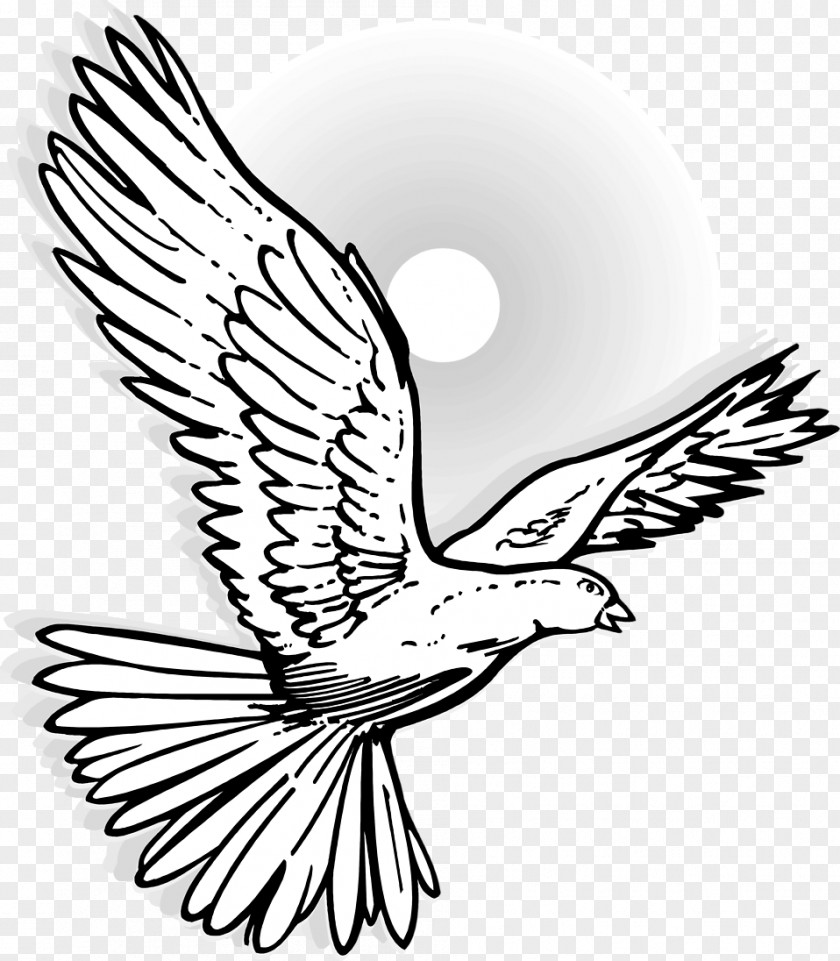 Flying Bird Columbidae Drawing Mourning Dove Clip Art PNG