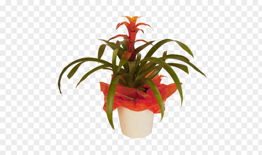 Potted Tropical Plants List Cut Flowers Floristry Flowerpot Houseplant PNG