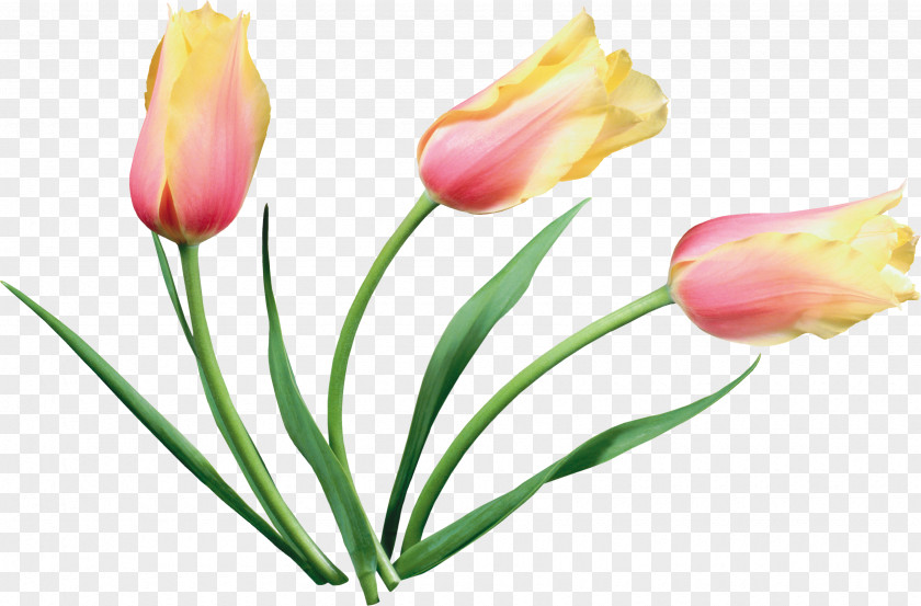 Tulips Tulip Flower Material PNG