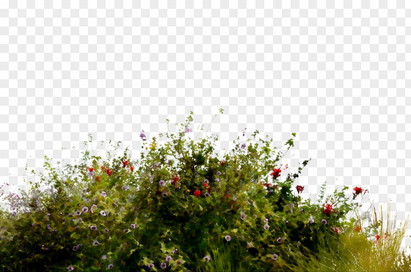 Flora Vegetation Meadow Tree Shrub PNG