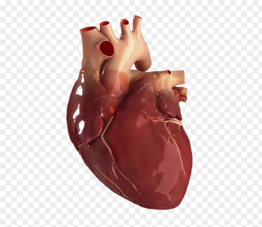 Heart Human Anatomy About Your Stock Photography PNG