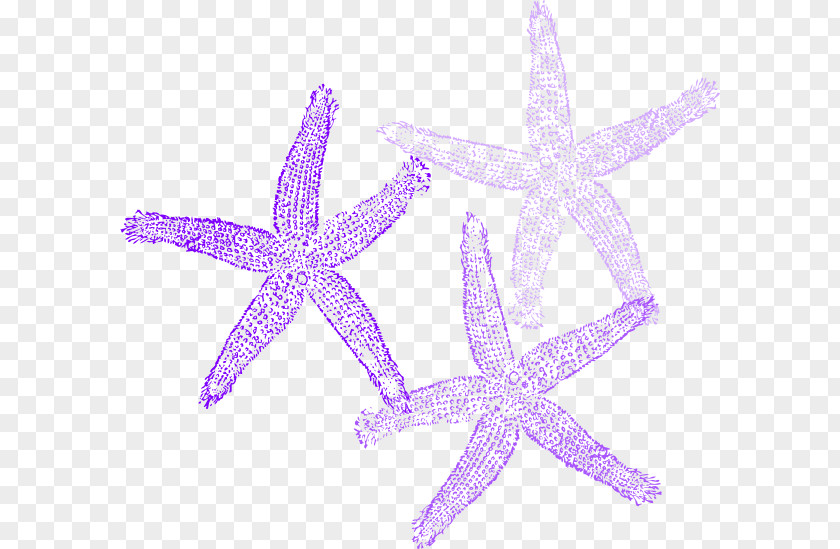 Starfish Vector Clip Art PNG