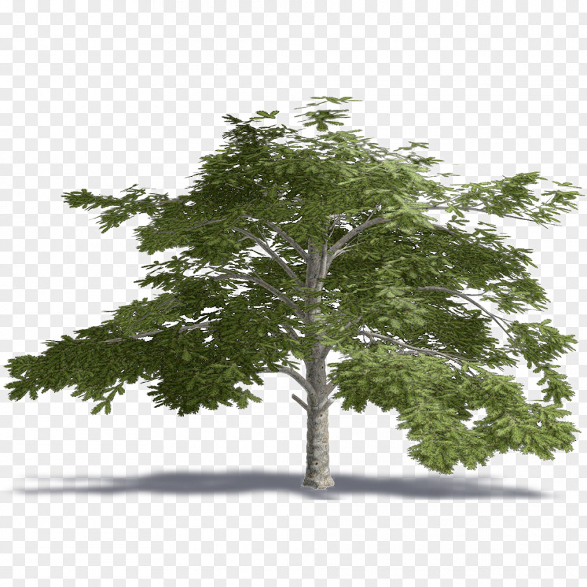 Tree Lebanon Cedrus Libani Plant .dwg PNG