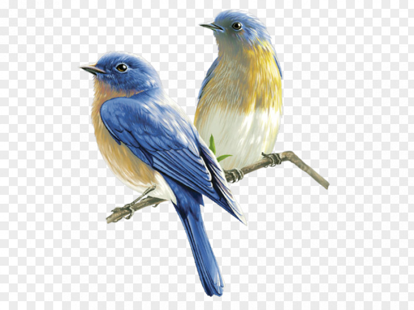 Bird New World Warblers Swallow Clip Art PNG