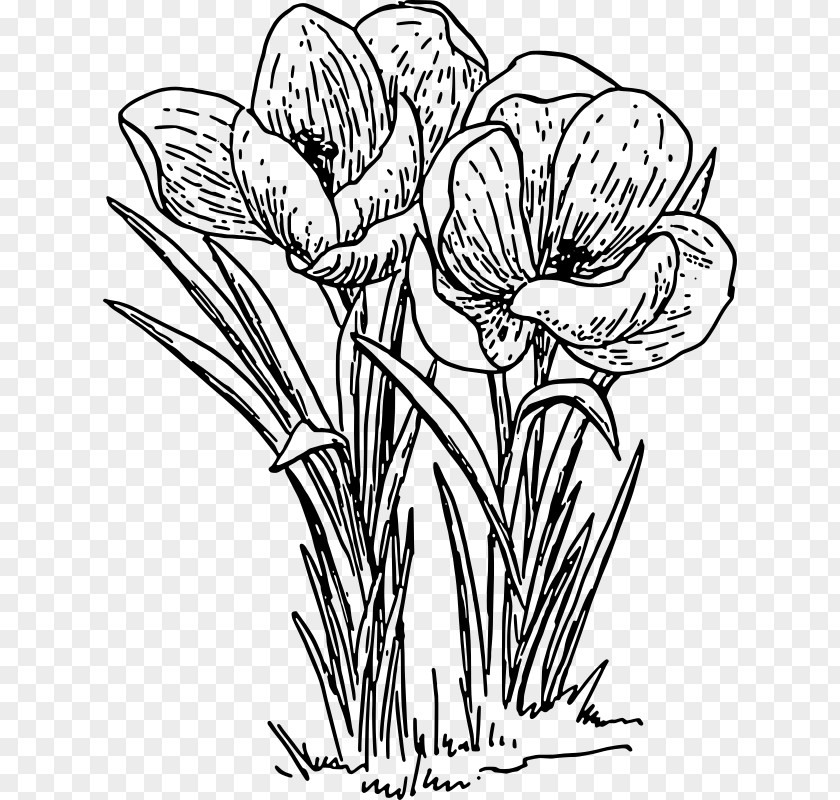 Crocus Rose Flower Drawing Clip Art PNG