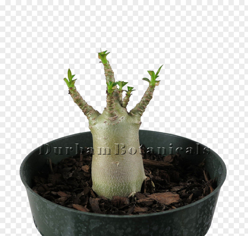 Houseplant Flowerpot Plant Stem Tree PNG