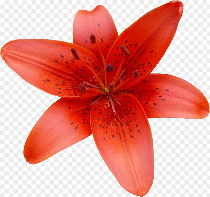 Lily Lilium Bulbiferum Flower Clip Art PNG