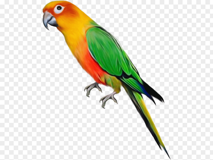 Lovebird PNG