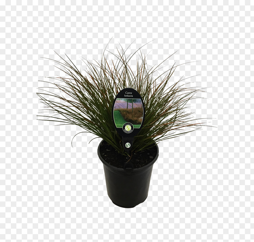 Sedges Grasses New Zealand Garden Liter PNG