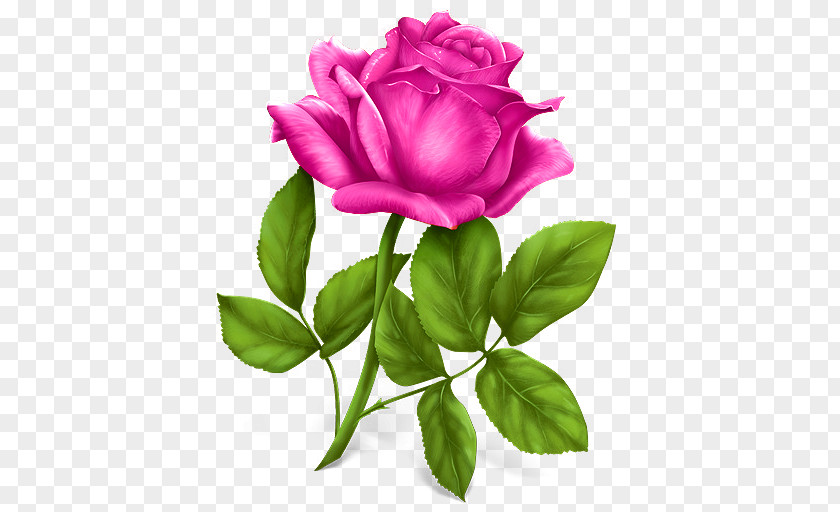Women Day Flower Rose Download Clip Art PNG