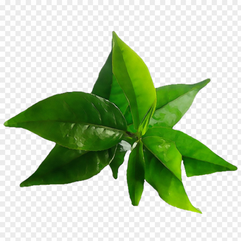 Flowerpot Herb Tea Tree Oil PNG