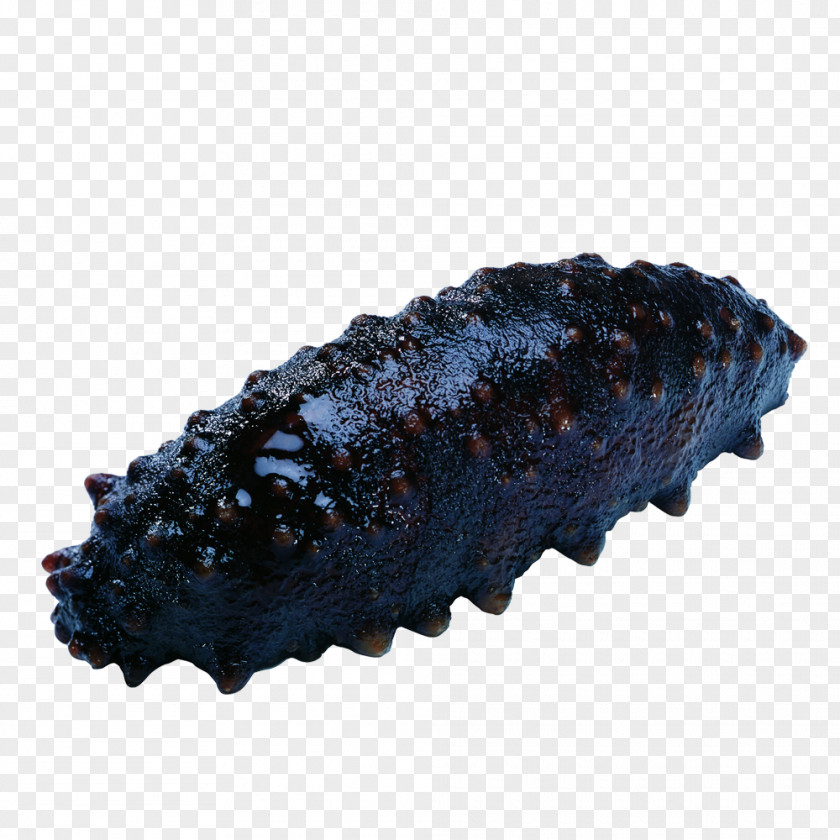 Haisheng Sea Cucumber Holothuria Atra Seafood (Microthele) Nobilis PNG
