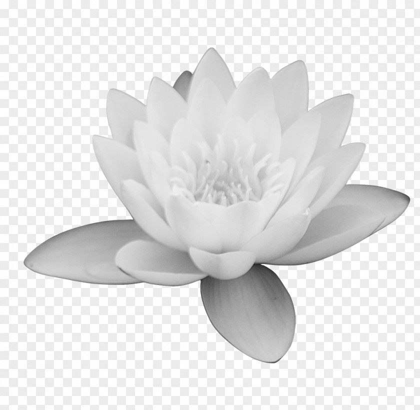 Lotus Leaf Monochrome Photography Black And White PNG