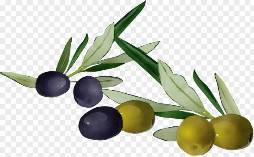 Olive Family Flower Oil PNG