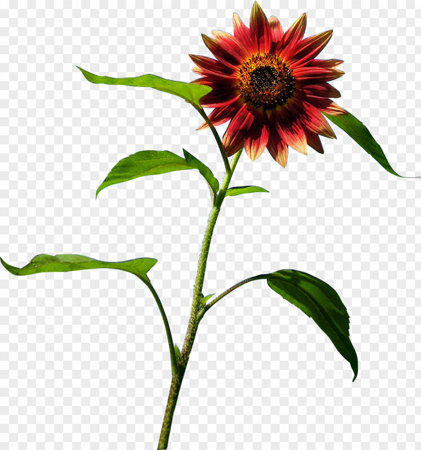 Flower Common Sunflower Blanket Flowers Seed Coneflower PNG