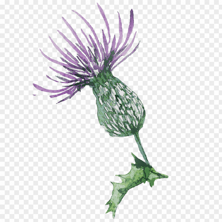 Greater Burdock Milk Thistle Purple Plant Stem Silybum PNG