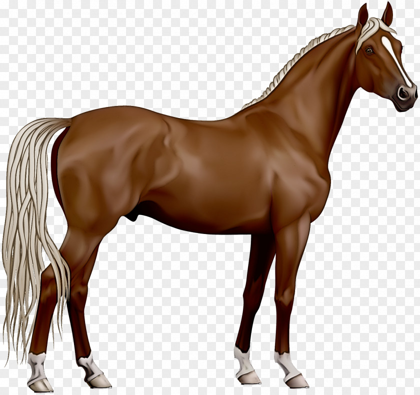 Horse Animal Figure Sorrel Mare Mane PNG