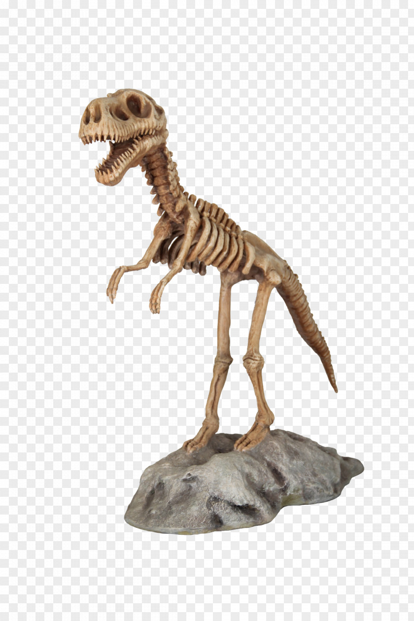 T Rex Skeleton Tyrannosaurus Velociraptor Figurine Terrestrial Animal PNG