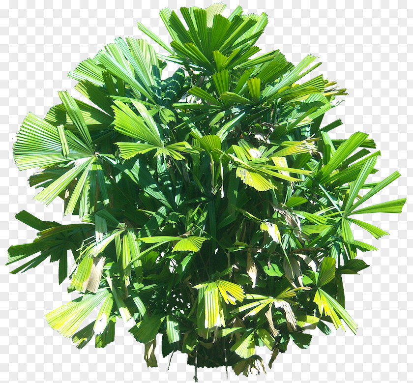 Tropical Plant Licuala Spinosa Tropics Tree PNG