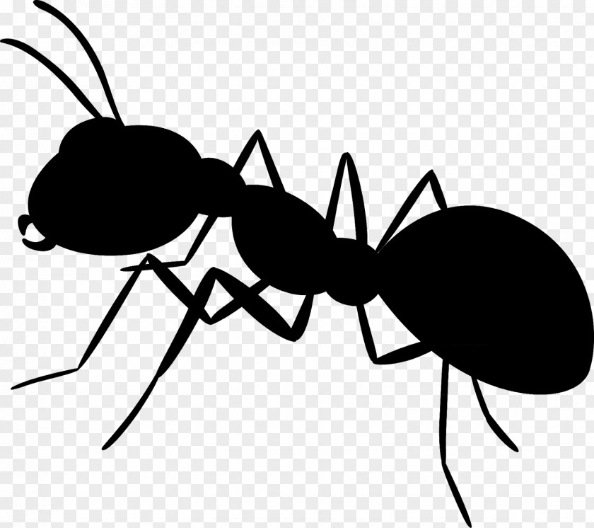 Clip Art Insect Cartoon Line Membrane PNG