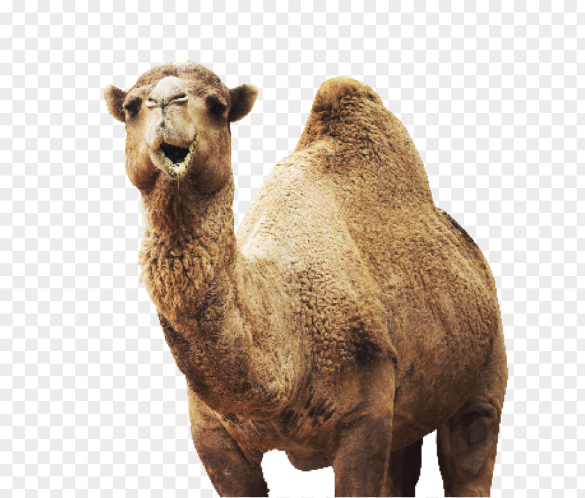 Dromedary Wildlife Animal Stock Photography PNG