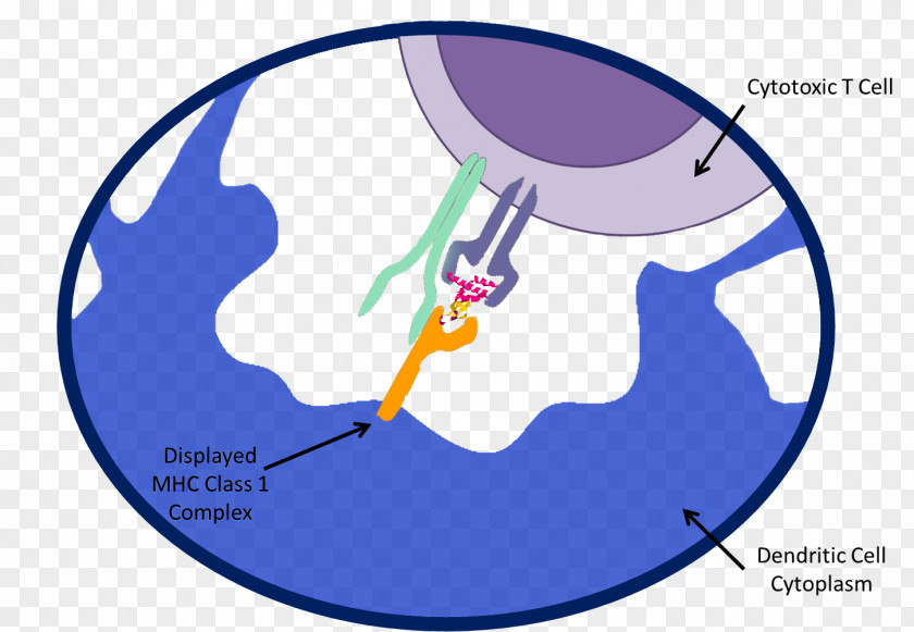 Green Allogeneic Cancer Cell Epitope Major Histocompatibility Complex MHC Class I Antigen Cytotoxic T PNG