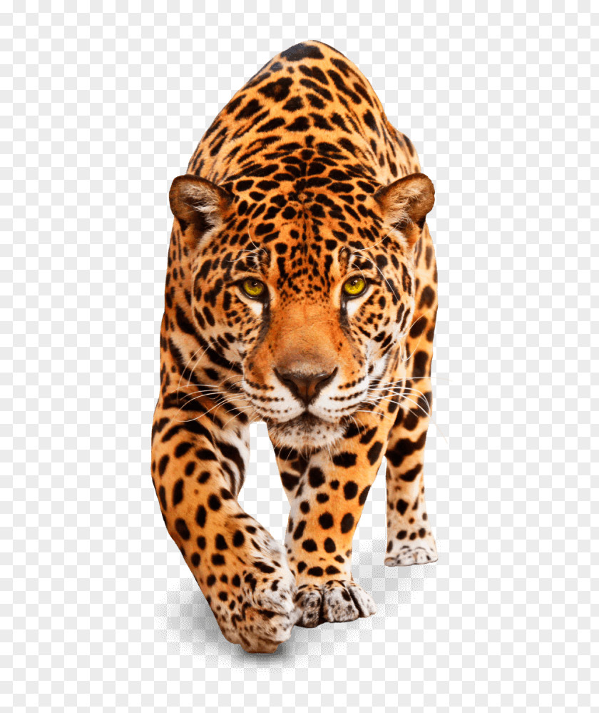 Leopard Jaguar Tiger Cheetah Cat PNG