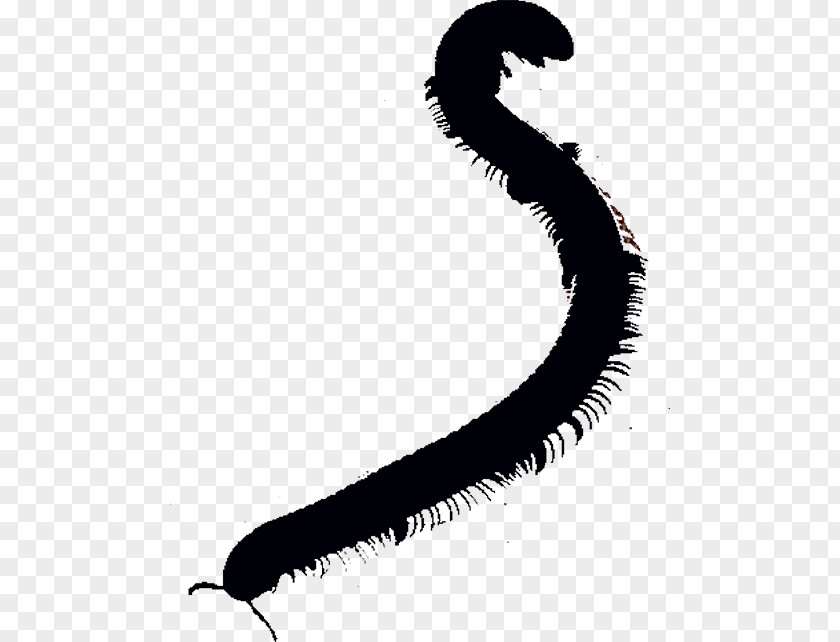 Line Worm White Clip Art PNG