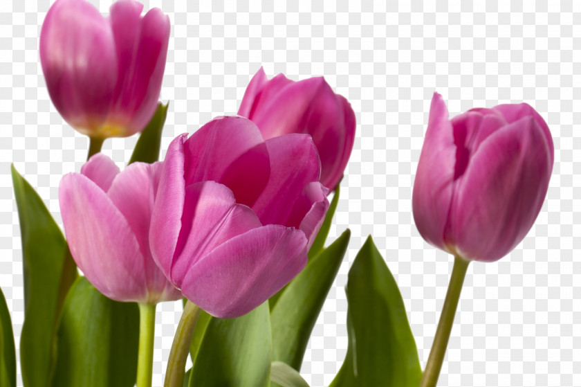 Tulip Flower Desktop Wallpaper Photography Floral Design PNG